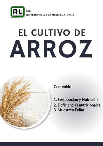 El Cultivo de ARROZ
